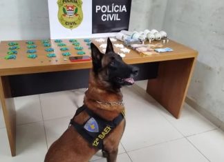 Cão farejador da PM descobre esconderijo de drogas em lâmpada de bar durante operação em Araçatuba