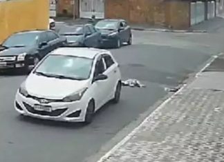 Cachorro morre em Praia Grande após ser atropelado duas vezes e motorista foge